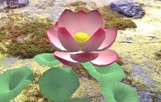 Lotus Mediatation